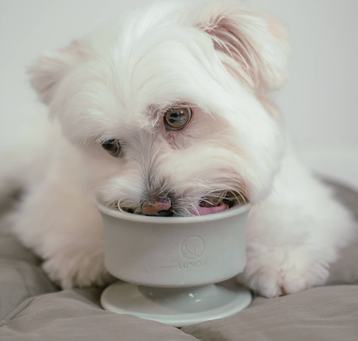 Lunoji | Trove Frozen Treat Bowl