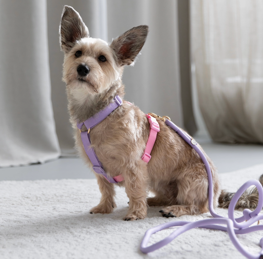 FURLOU | Lavender & Pink Dog Harness – XS