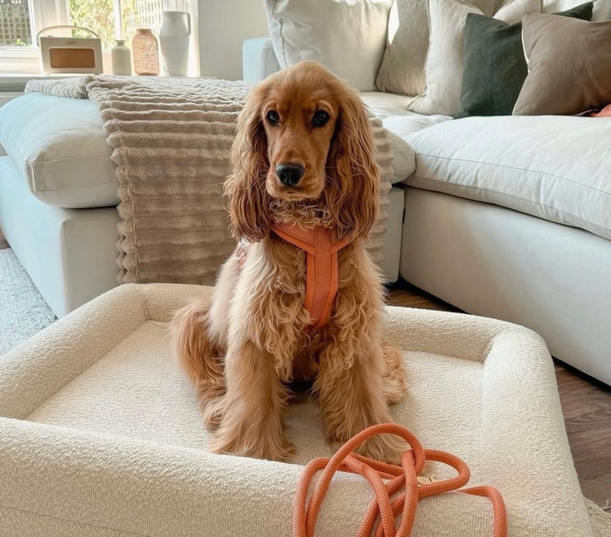 FURLOU | Comfort Dog Harness
