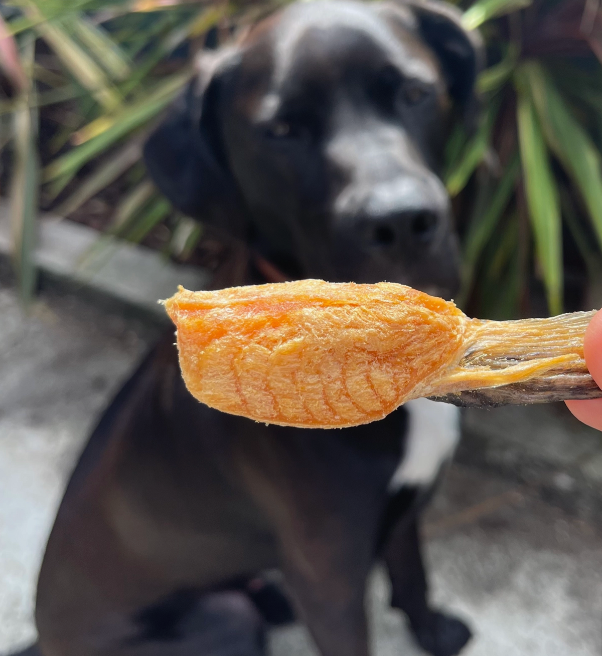 Gourmate | Alpine Freshwater Salmon Fin
