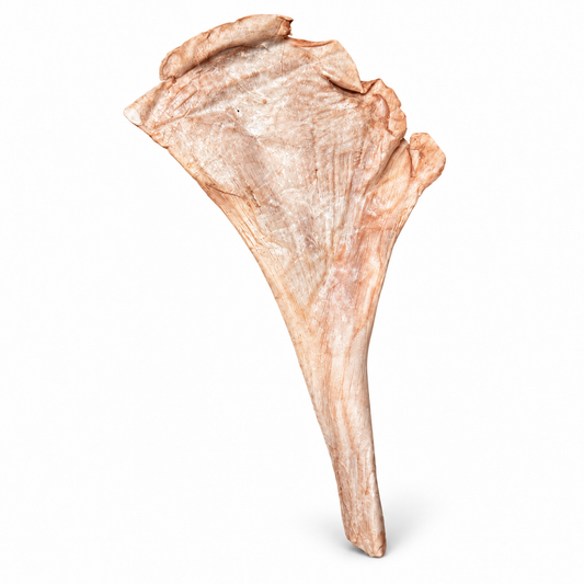 Ostrich Meat & Tendon Chew