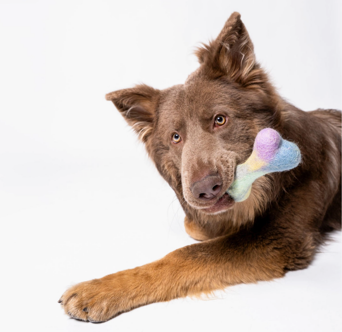 Awoo | Bone Felt Wool Dog Toy