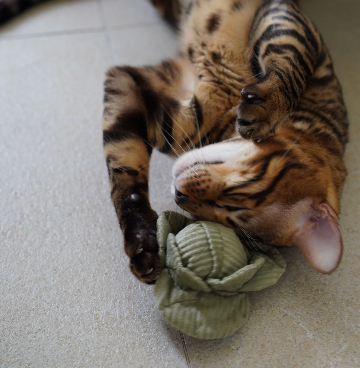 Lambwolf Collective | Kitty Veggie Cat Toy Set – Pumpkin&Cabbage