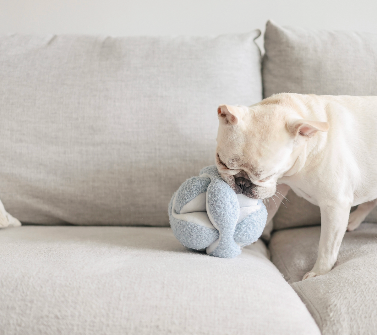 Lambwolf Collective | Monti Enrichment Snuffle Dog Toy – Baby Blue
