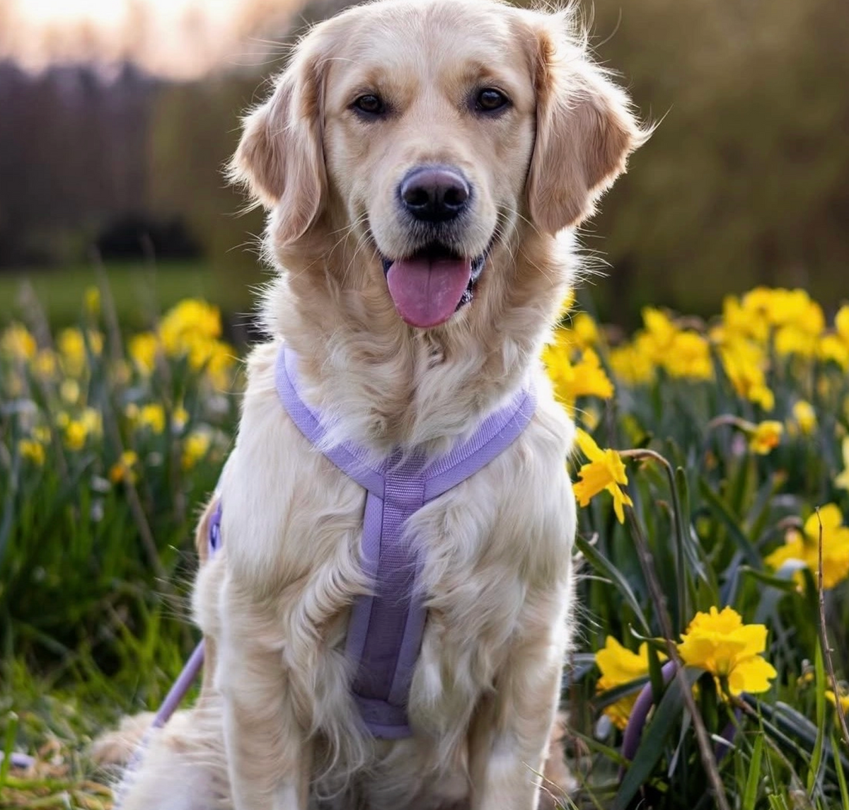 FURLOU |  Comfort Dog Harness