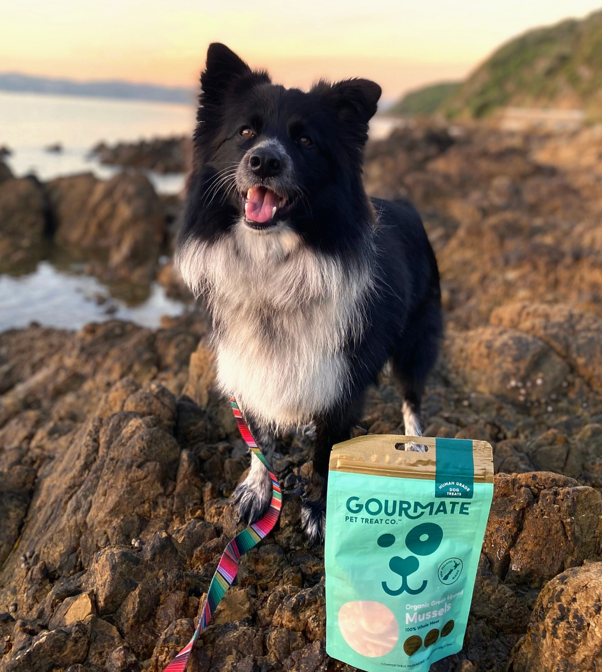 Gourmate | Organic Green Lipped Mussels